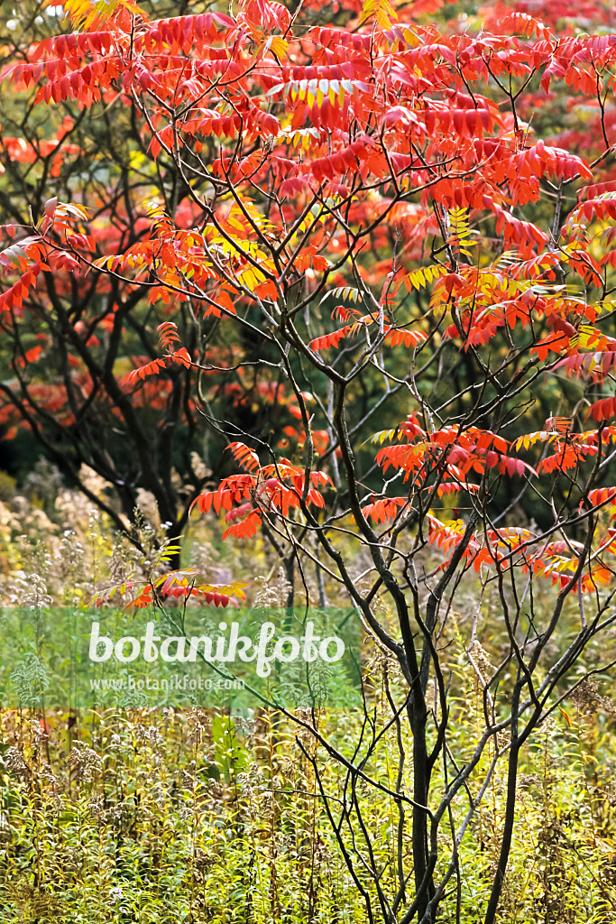 370002 - Stag's horn sumach (Rhus hirta syn. Rhus typhina)