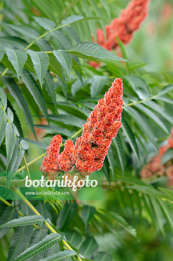 522118 - Stag's horn sumach (Rhus hirta syn. Rhus typhina)