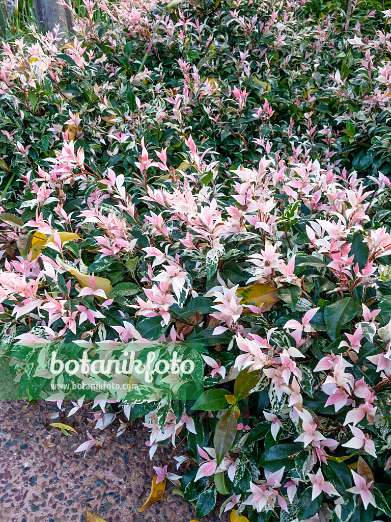 455156 - Star jasmine (Trachelospermum asiaticum 'Variegata')