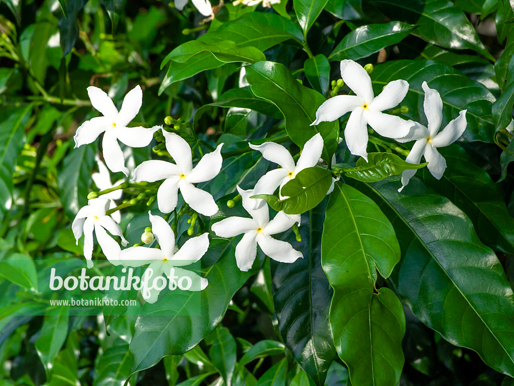 434090 - Star jasmine (Trachelospermum jasminoides)