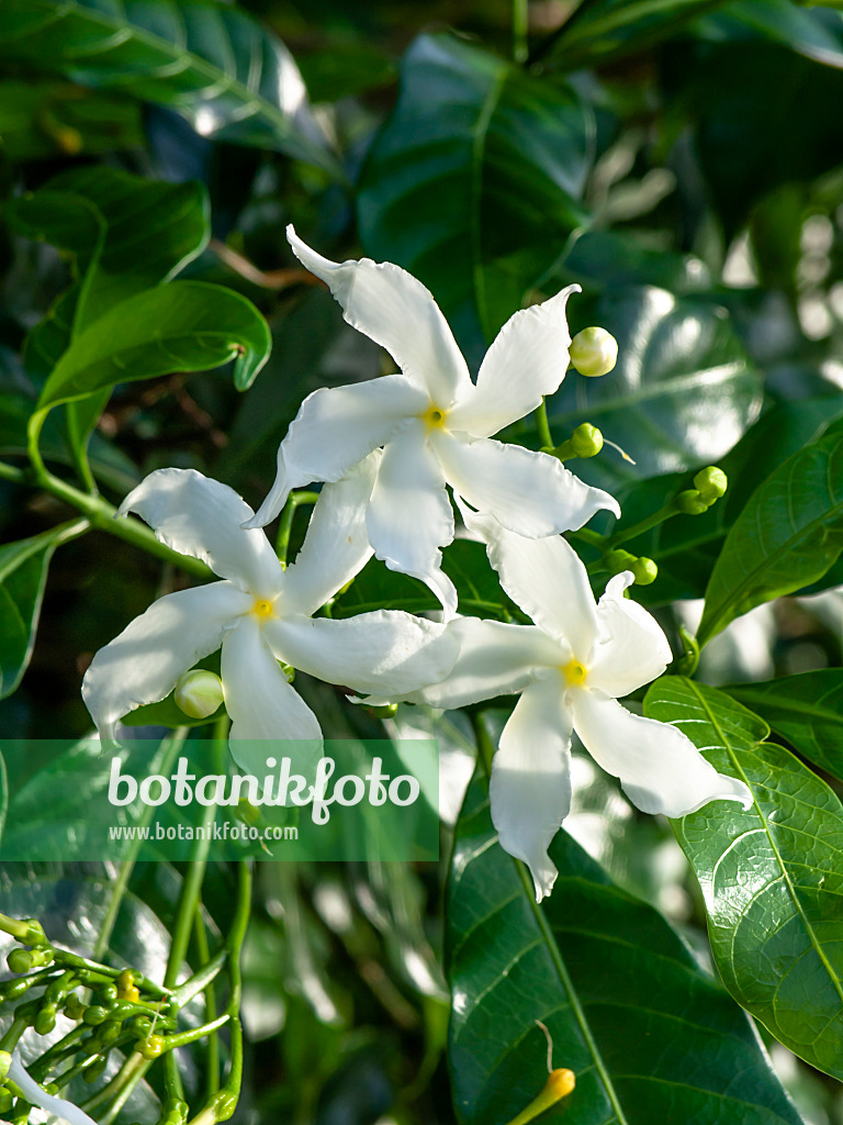 434091 - Star jasmine (Trachelospermum jasminoides)