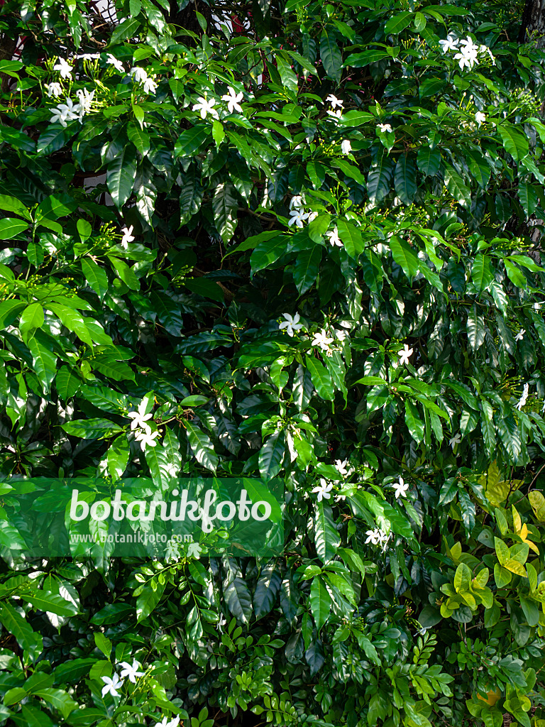 434092 - Star jasmine (Trachelospermum jasminoides)