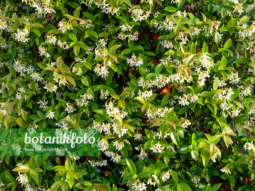 462057 - Star jasmine (Trachelospermum jasminoides)