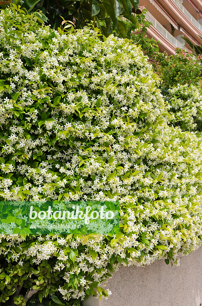 533022 - Star jasmine (Trachelospermum jasminoides)