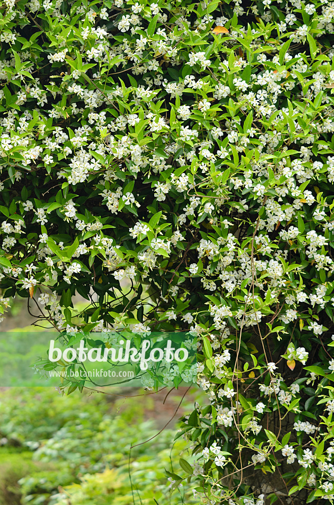 533034 - Star jasmine (Trachelospermum jasminoides)