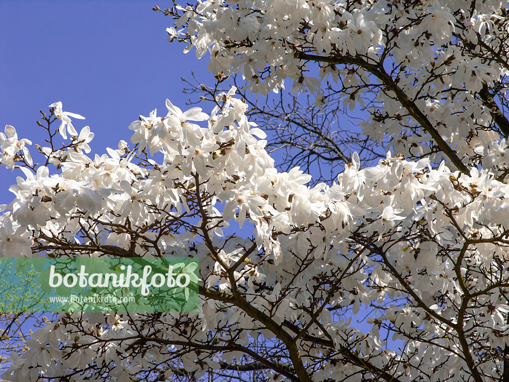 436241 - Star magnolia (Magnolia stellata)