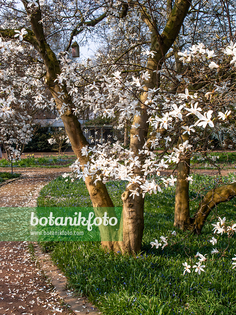 447049 - Star magnolia (Magnolia stellata)