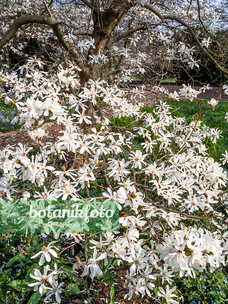 447051 - Star magnolia (Magnolia stellata)