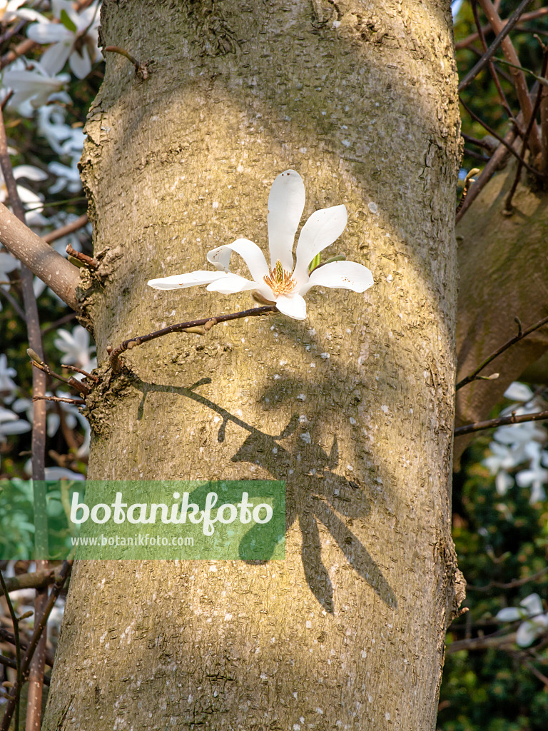 447057 - Star magnolia (Magnolia stellata)