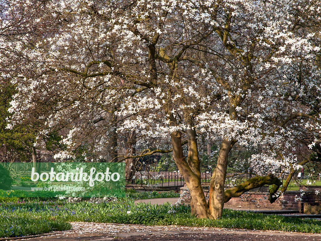 447058 - Star magnolia (Magnolia stellata)