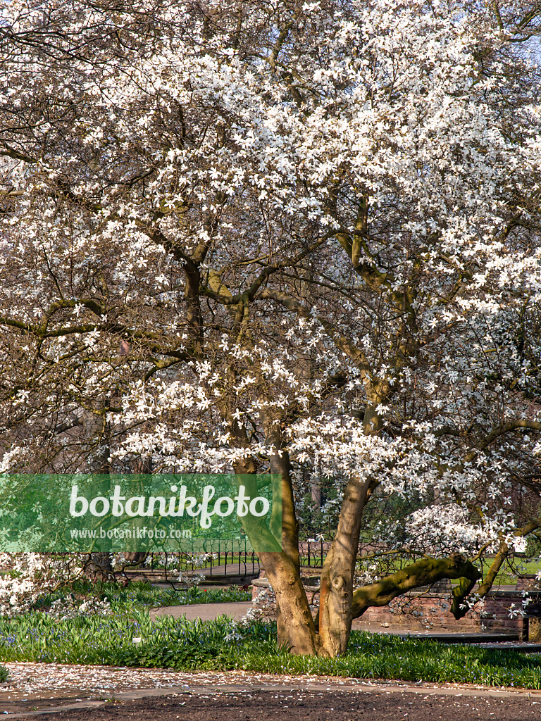 447059 - Star magnolia (Magnolia stellata)