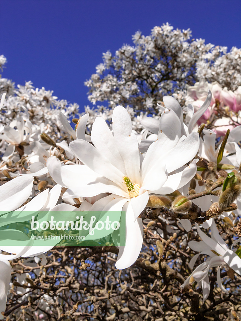 448002 - Star magnolia (Magnolia stellata)