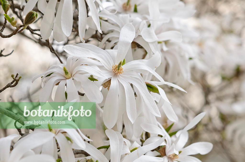 519117 - Star magnolia (Magnolia stellata)