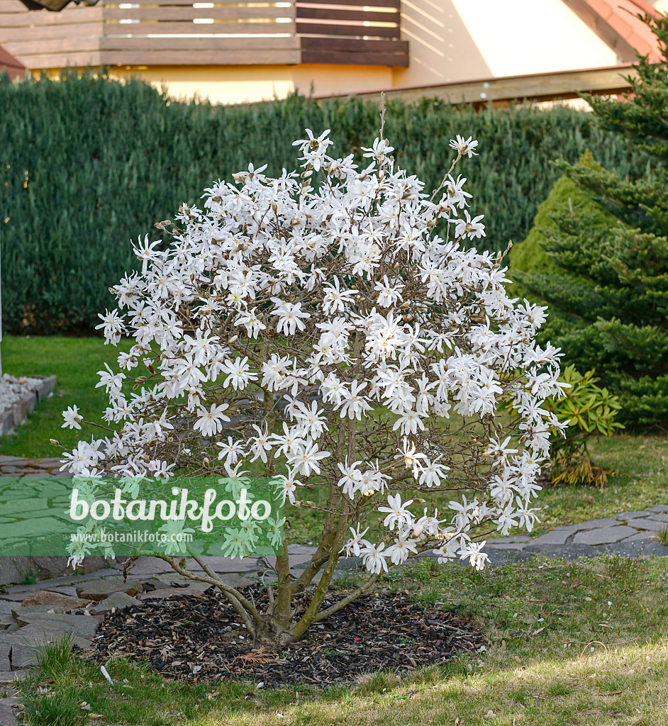 558154 - Star magnolia (Magnolia stellata)