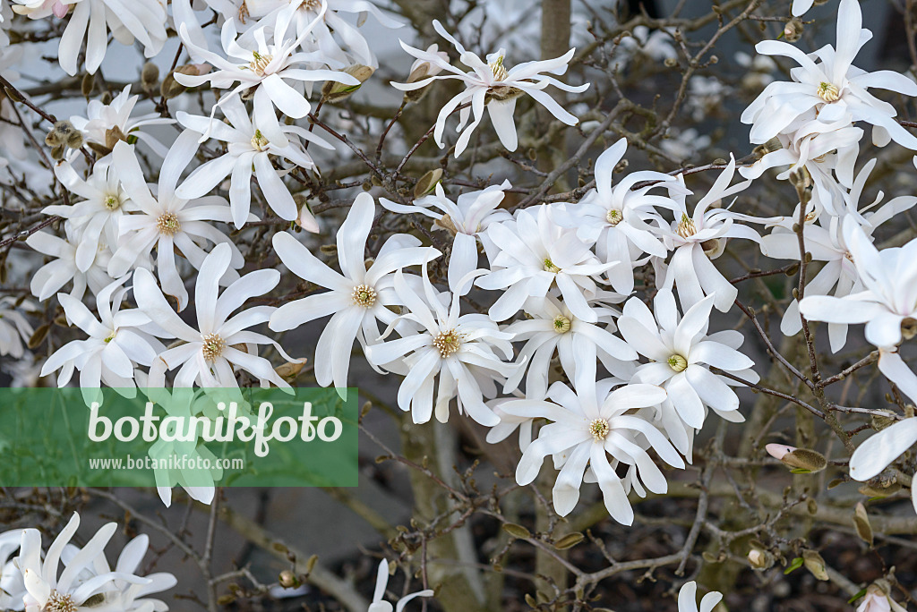 558155 - Star magnolia (Magnolia stellata)