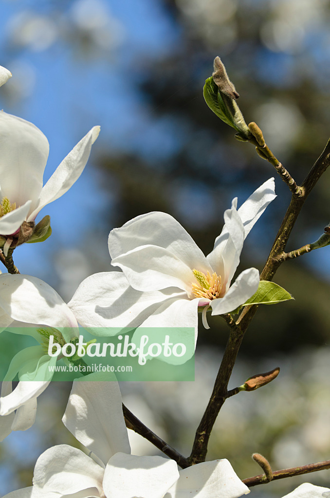 495185 - Star magnolia (Magnolia stellata 'Rosea')