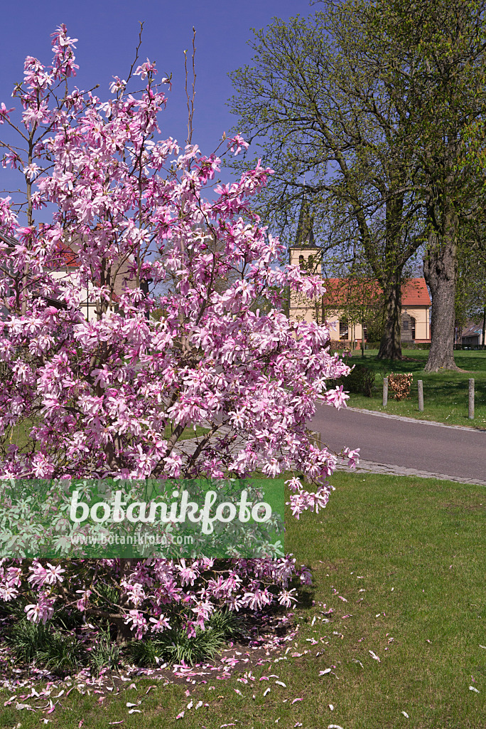 601030 - Star magnolia (Magnolia stellata 'Rosea')