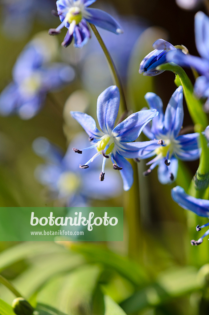 519126 - Star squill (Scilla amoena)