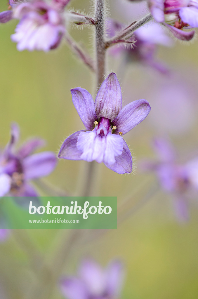 521467 - Stavesacre (Delphinium staphisagria)