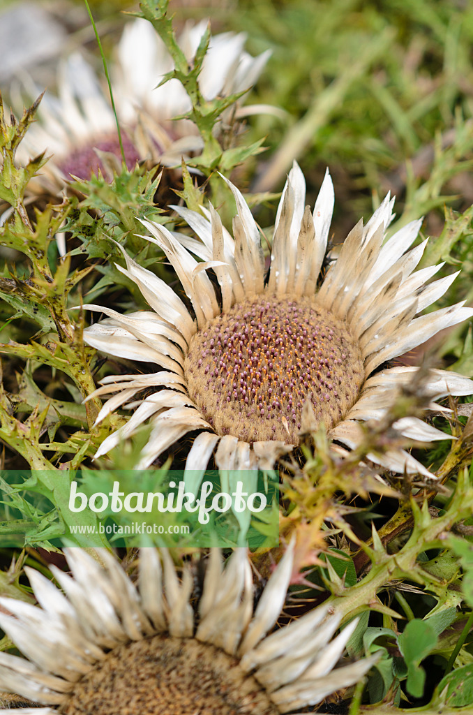 536079 - Stemless carline thistle (Carlina acaulis)