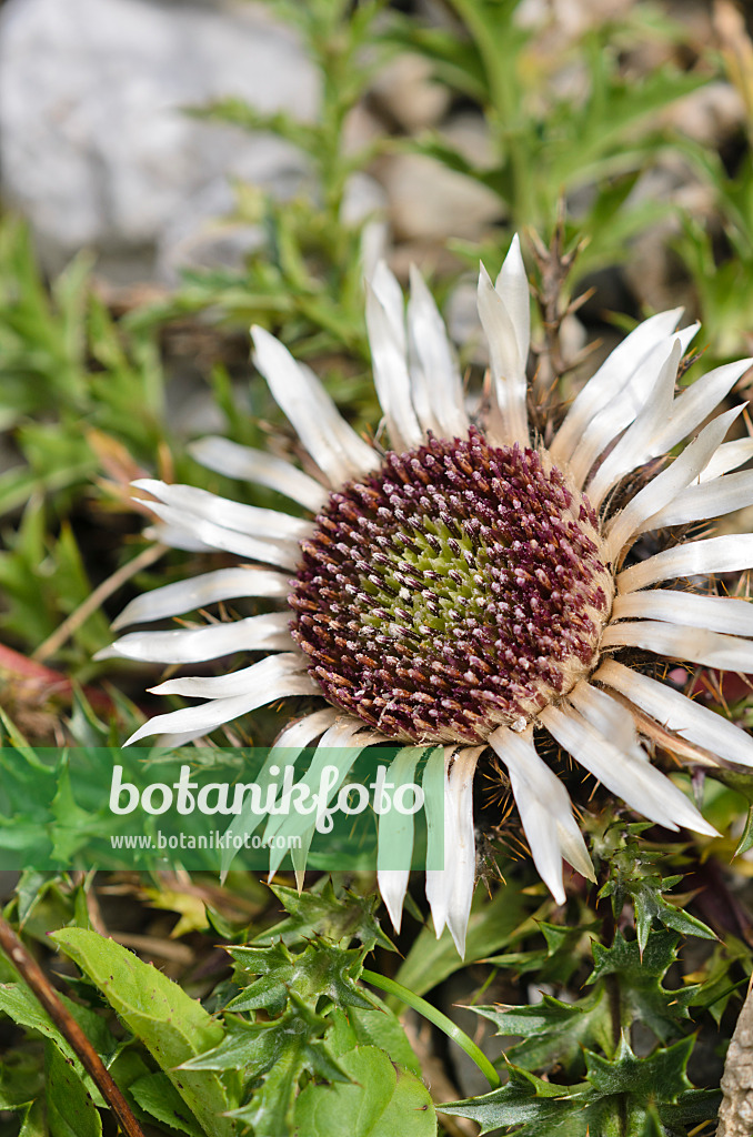 536083 - Stemless carline thistle (Carlina acaulis)