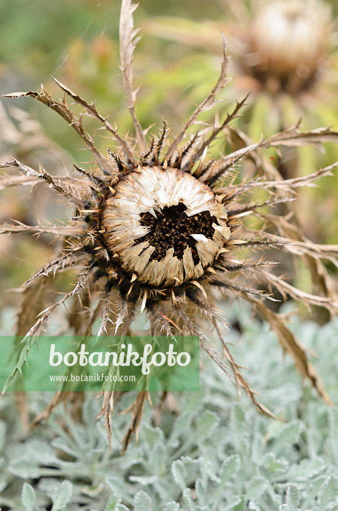 525185 - Stemless carline thistle (Carlina acaulis subsp. simplex)