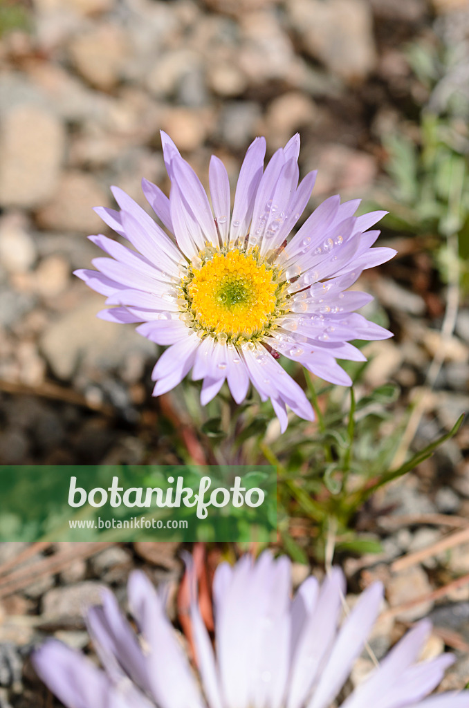 508342 - Stemless daisy (Townsendia exscapa)