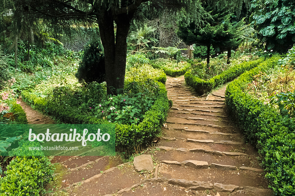 388002 - Steps of clay with field stones between subtropical vegetation, Parque do Monte, Monte, Madeira, Portugal