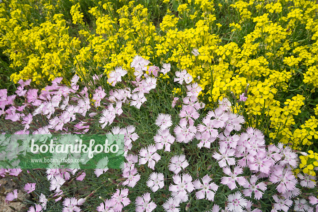 608067 - Sternberg's pink (Dianthus sternbergii) and wallflower (Erysimum rhaeticum)