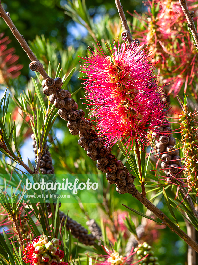 438287 - Stiff bottlebrush (Callistemon rigidus)