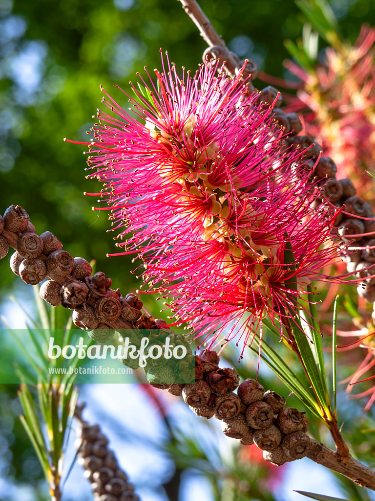 438288 - Stiff bottlebrush (Callistemon rigidus)