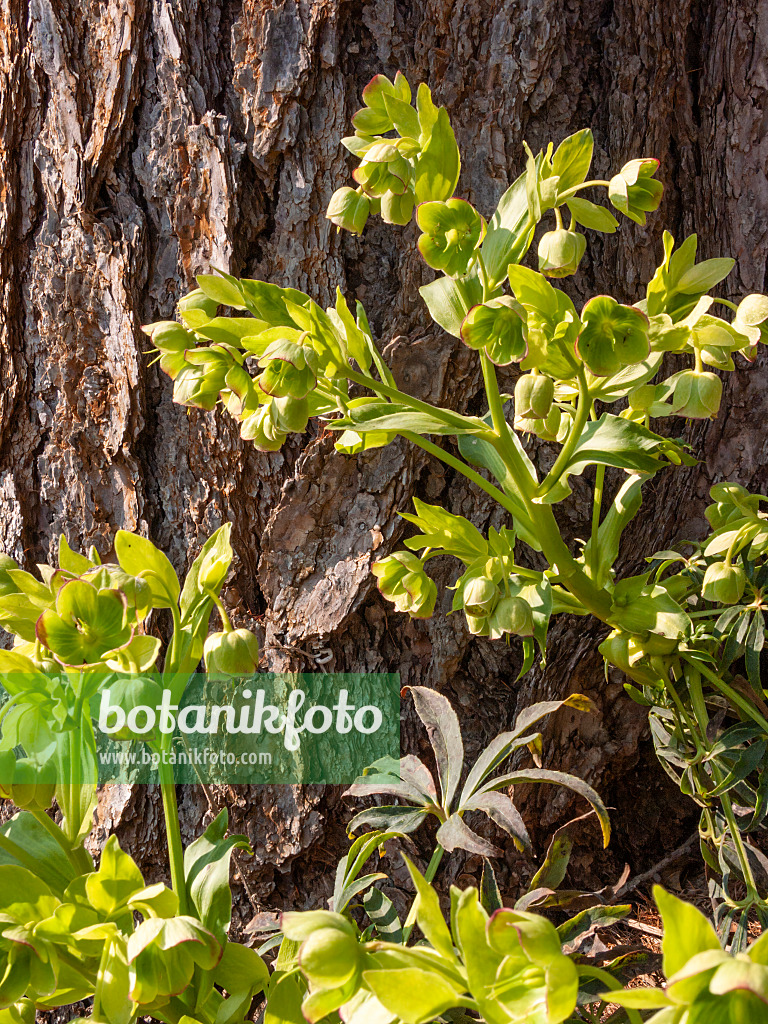 411283 - Stinking hellebore (Helleborus foetidus)