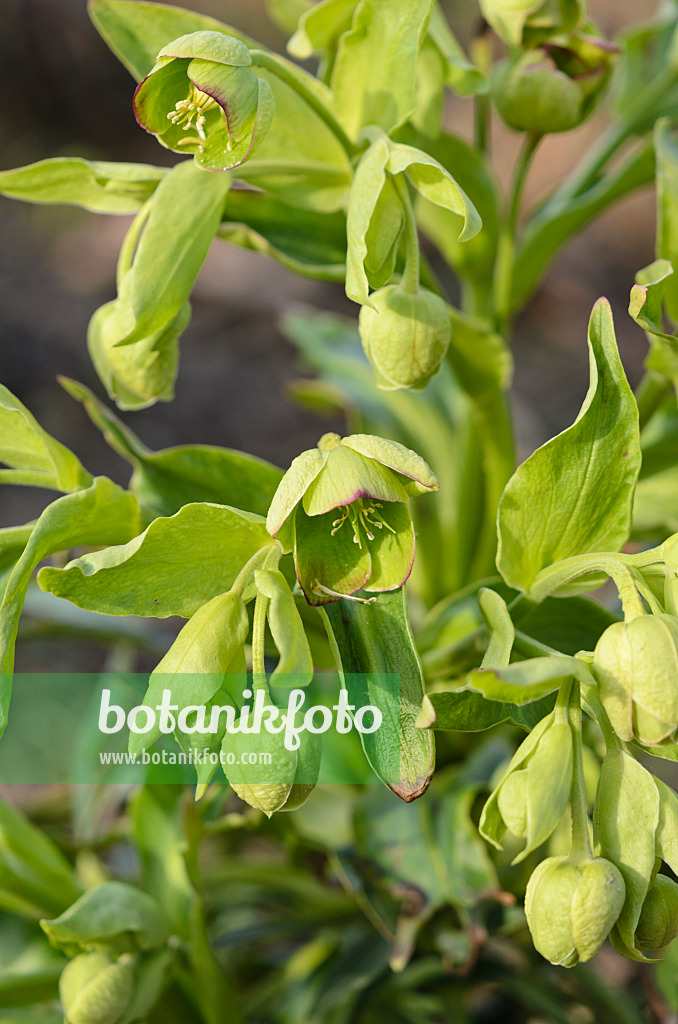 519016 - Stinking hellebore (Helleborus foetidus)