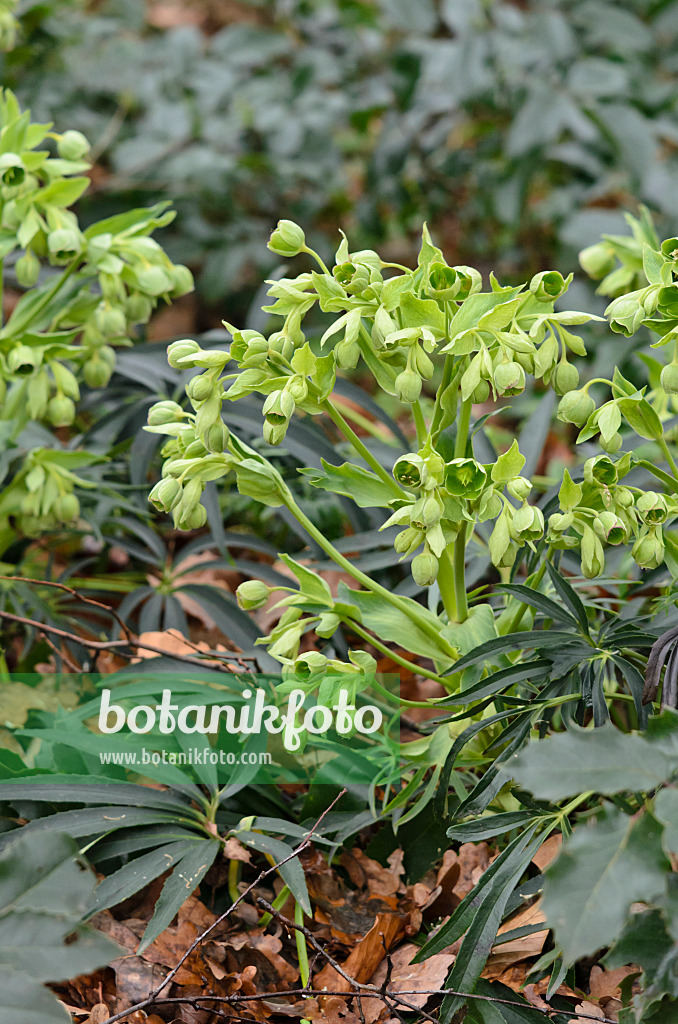 553008 - Stinking hellebore (Helleborus foetidus)