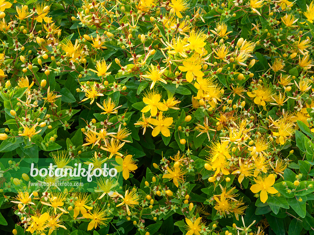 450069 - Stinking St. John's wort (Hypericum hircinum)