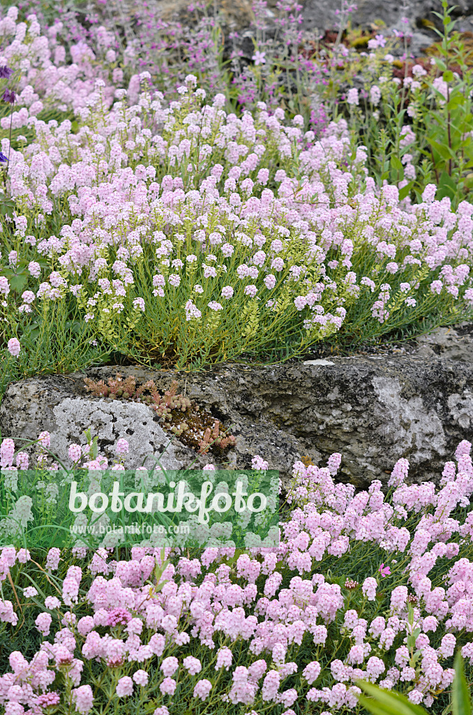 533551 - Stone cress (Aethionema)