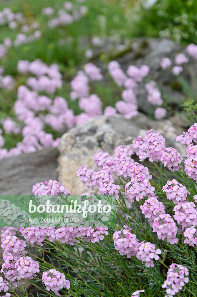 508059 - Stone cress (Aethionema cordifolium)