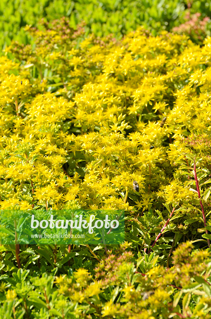 498043 - Stonecrop (Sedum hybridum 'Immergrünchen' syn. Phedimus hybridus 'Immergrünchen')