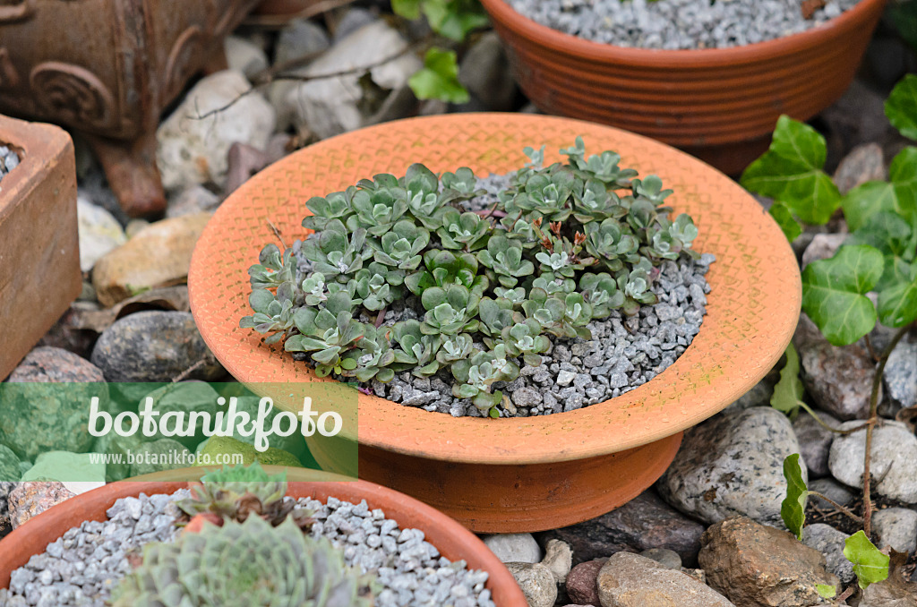 524180 - Stonecrop (Sedum) in a clay bowl