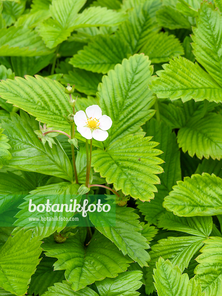 448071 - Strawberry (Fragaria daltoniana)