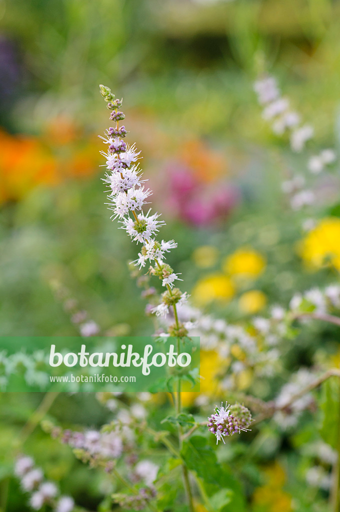 476058 - Strawberry mint (Mentha x piperita 'Strawberry')