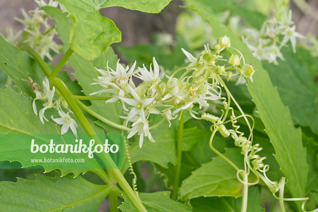 573067 - Stuffing gourd (Cyclanthera pedata)