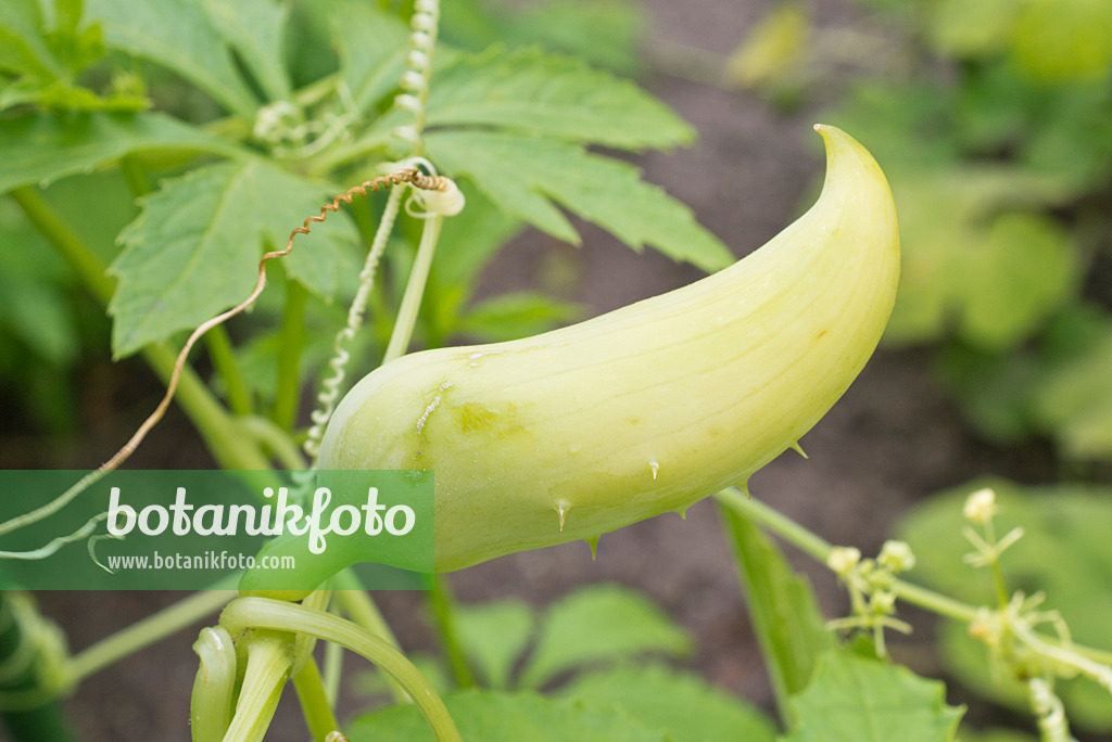 573068 - Stuffing gourd (Cyclanthera pedata)