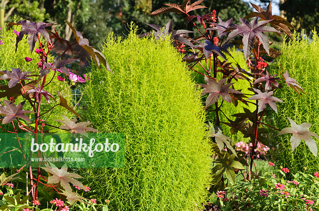 488124 - Summer cypress (Bassia scoparia syn. Kochia scoparia) and castor oil plant (Ricinus communis)