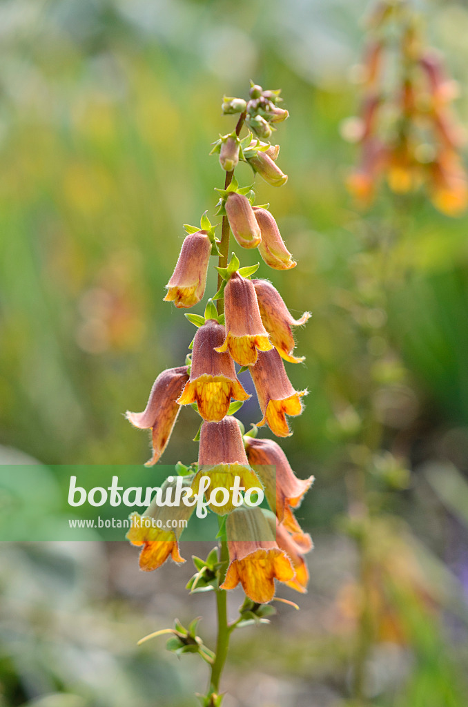 522027 - Sunset foxglove (Digitalis obscura)