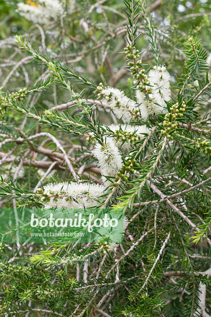 573052 - Swamp paperbark (Melaleuca ericifolia)