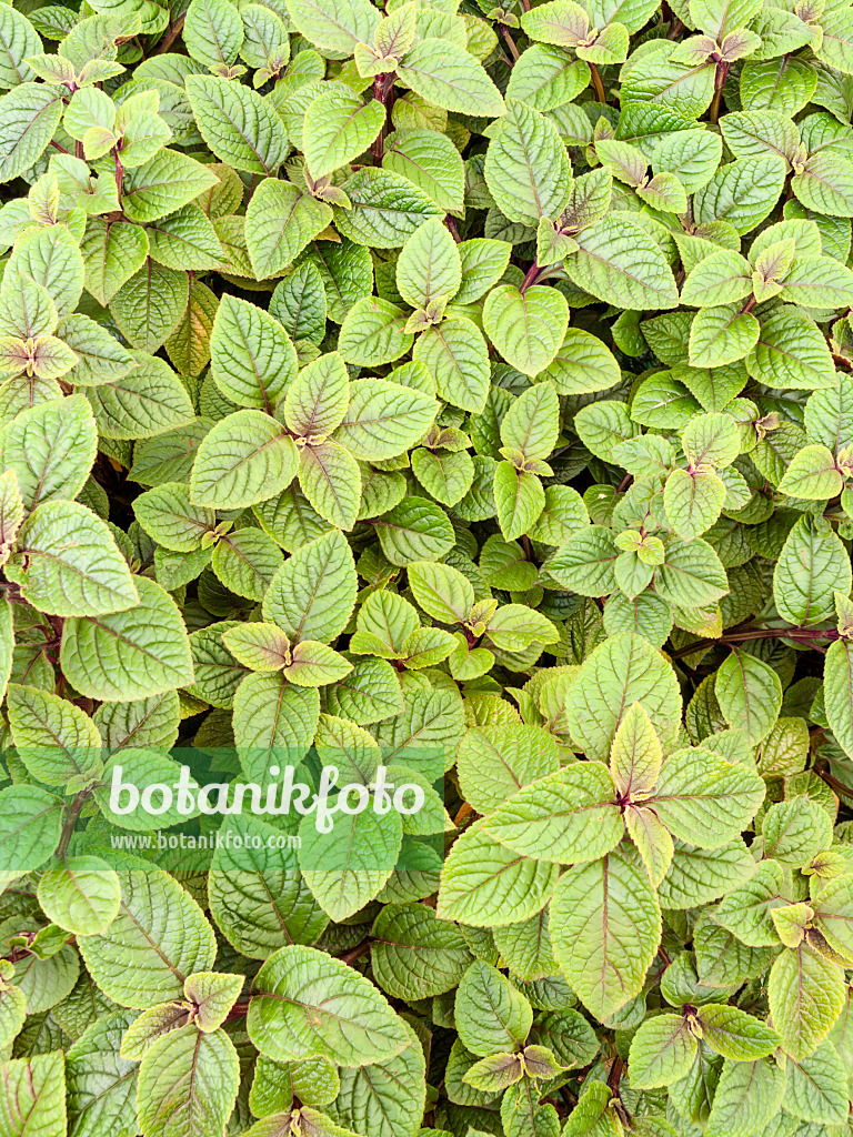 426035 - Swedish ivy (Plectranthus ambiguus 'Nico')