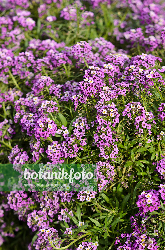 573036 - Sweet alyssum (Lobularia maritima 'Lavender Stream')