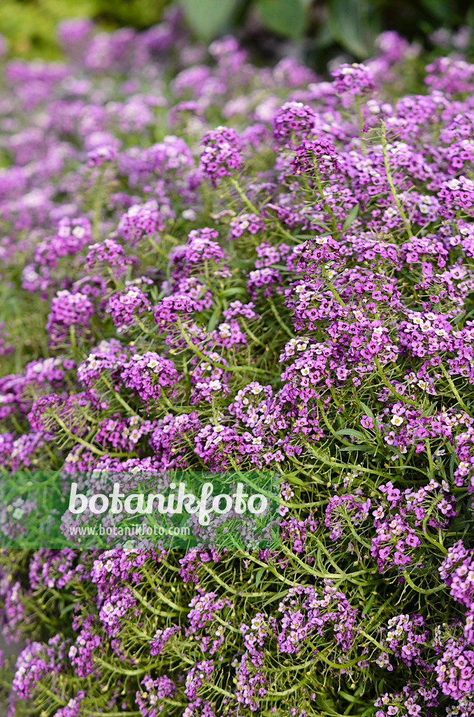 573037 - Sweet alyssum (Lobularia maritima 'Lavender Stream')