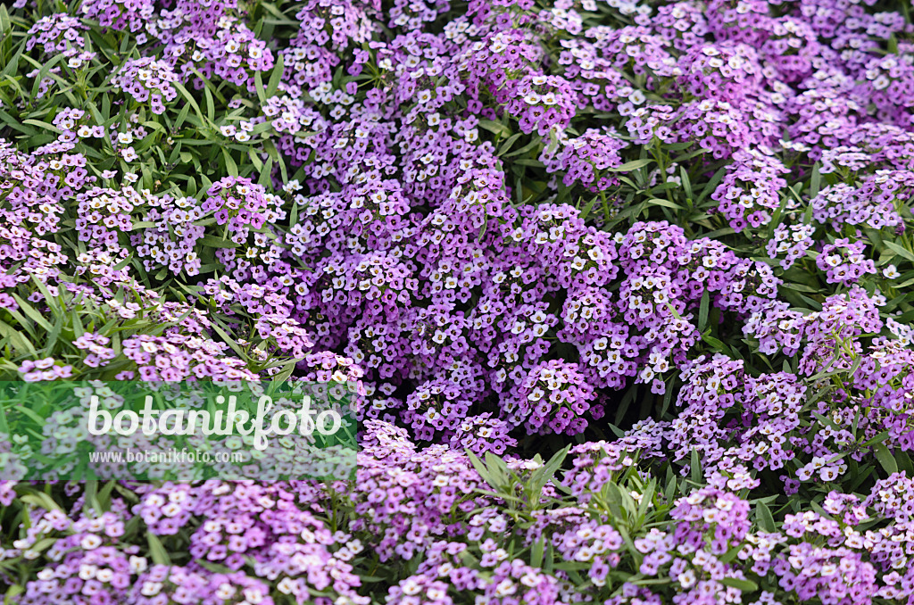 570108 - Sweet alyssum (Lobularia maritima 'Violettkönigin' syn. Lobularia maritima 'Violet Queen')